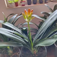 گل خورشیدی|گل و گیاه طبیعی|سنگر, |دیوار