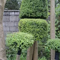 گل و گیاه صحرایی ریشه پرس