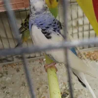 مرغ عشق (سرحال و با نشاط)|پرنده|شیراز, وزیرآباد|دیوار