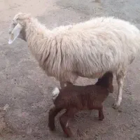میش با بره