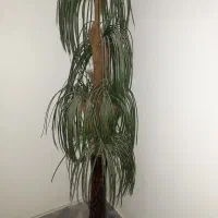 نخل وگلدان سالم سفالی