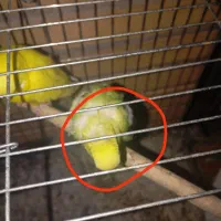 مرغ عشق نر و ماده