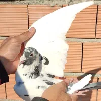 کبوتر پلنگی و دوبالی