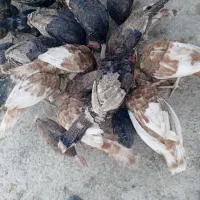 بوقلمون های جوان|حیوانات مزرعه|اصفهان, جلوان|دیوار