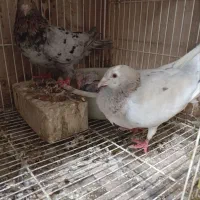 جفتگاه.سارهمه رنگ و المانی|پرنده|مشهد, امام خمینی|دیوار
