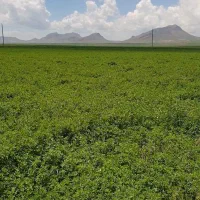 بذر پایه بلند یونجه همدانی منطقه خیرآباد|خدمات باغبانی و درختکاری|شراء, |دیوار