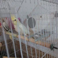 عروس هلندی ماده