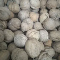 گردوبوانات