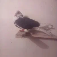 ۴ تا کفتر|پرنده|صفادشت, |دیوار