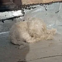 سگ شیتزو|سگ|تبریز, |دیوار