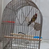 سهره خوشگل و دوم چارویی تازه شروع کرده خوندن