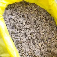 تخمه اعلاء خوی قیمت مناسب