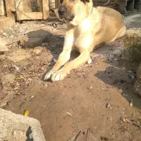 سگ پژدر،سرابی|سگ|سنگر, |دیوار