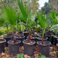 پالم سطل ۱۰