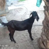 گوسفند