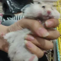 فروش همستر نروماده