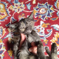 توله گربه اسکاتیش|گربه|بوشهر, |دیوار