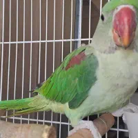شاه طوطی|پرنده|مشهد, حجت|دیوار