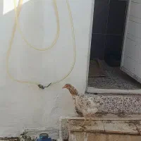 مرغ و خروس لری