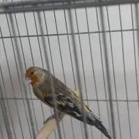 سهره قناری نر