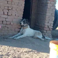 دو عدد دیونه ب فروش میرس