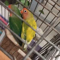 طوطی برزیلی جفت با همه وسایل|پرنده|گرمسار, |دیوار