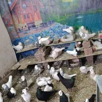 طوقی|پرنده|نهبندان, |دیوار