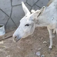 خر ماده|حیوانات مزرعه|مشهد, شهرک شهید باهنر|دیوار