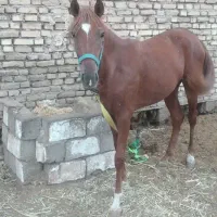 اسب حمدانی