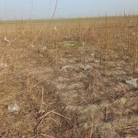 نهال پالونیا|خدمات باغبانی و درختکاری|مینودشت, |دیوار