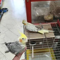 عروس هلندی جفت