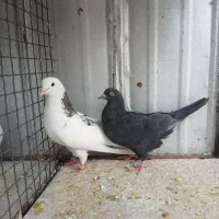 تهرانی پرشی