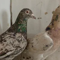 زردهفرنگ خرمایی هفرنگ|پرنده|قزوین, |دیوار