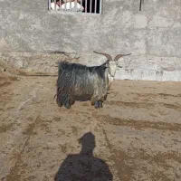 نر بز سابرین