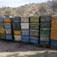 فروش تعدادی کندو زنبور عسل|عمدهفروشی|یاسوج, |دیوار