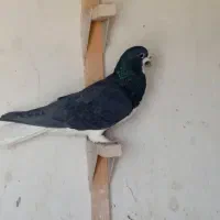 چپ سیاه|پرنده|شیراز, صاحب الزمان|دیوار