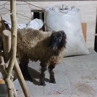 بره ترک فروشی