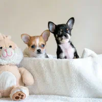 توله شیهواهوا اصیل شیواوا / چیواوا