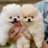 پامرخرسی اصیل بااصالت|سگ|اصفهان, خانه اصفهان|دیوار