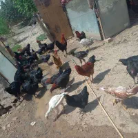 مرغ و خروس|حیوانات مزرعه|قزوین, |دیوار
