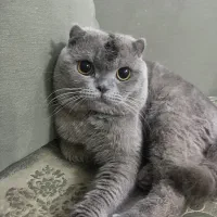 گربه اسکاتیش نر جفت گیری
