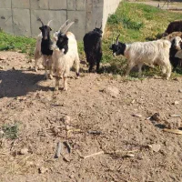 بزغاله سالم سرحال ۵ تا ۳۰ میلیون|حیوانات مزرعه|کرج, کمال‌شهر|دیوار