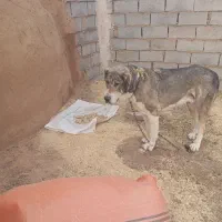 سگ رم تازه به شرط رم میدم