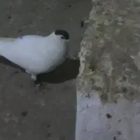 کبوترگمشده|حیوانات|آمل, |دیوار