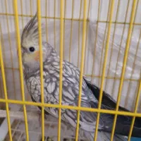 عروس هلندی اهلی قلباقالی