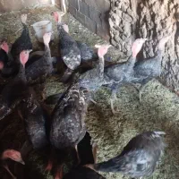 تعداد 18عدد بوقلمون برنزه|حیوانات مزرعه|خواف, |دیوار