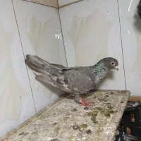 کفتر موشی نقره یی