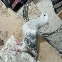 کبوتر|پرنده|زاهدان, |دیوار