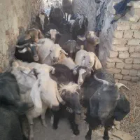 گوسفند فروشی