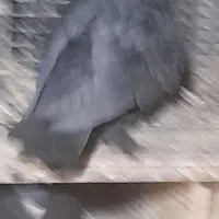 کفترجفت زاغ پرپا